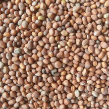 Load image into Gallery viewer, Daikon Radish Seeds - Organic, Non-GMO