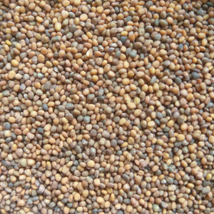 Arugala Seeds - Organic, Non-GMO