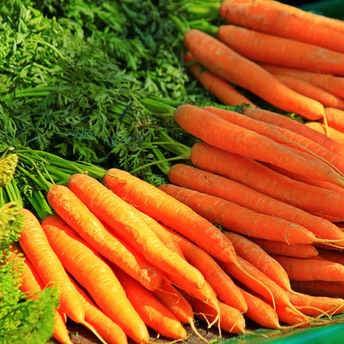 Carrot Seeds - Organic, Non-GMO