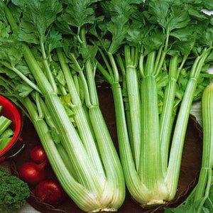 Celery Seeds - Non-GMO, Heirloom