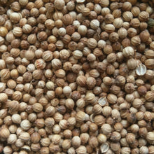 Load image into Gallery viewer, Cilantro Seeds - Organic, Non-GMO, Heirloom