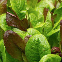 Load image into Gallery viewer, Lettuce Mix Seeds - Non-GMO, Heirloom